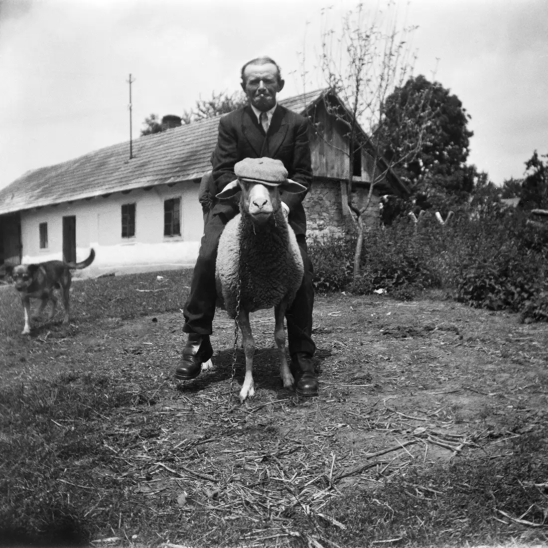 mężczyzna w garniturze siedzący na owcy z nałożonym kaszkietem na głowę, w tle stodoła i przechodzący pies